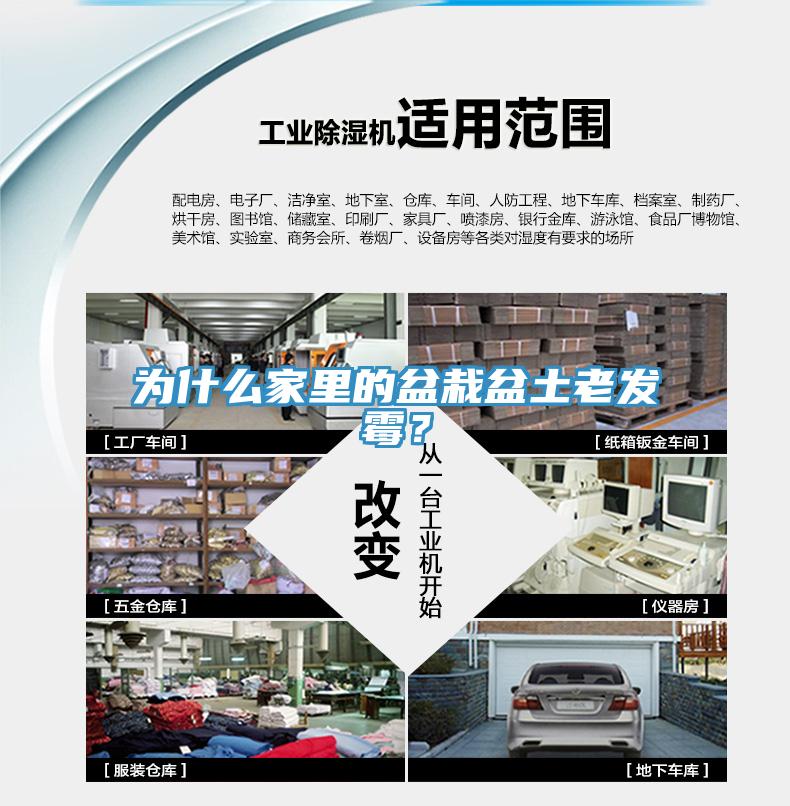 为什么家里的盆栽盆土老发霉？