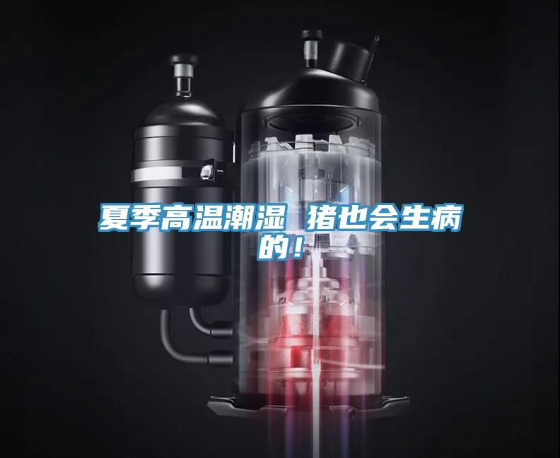 夏季高温潮湿 猪也会生病的!