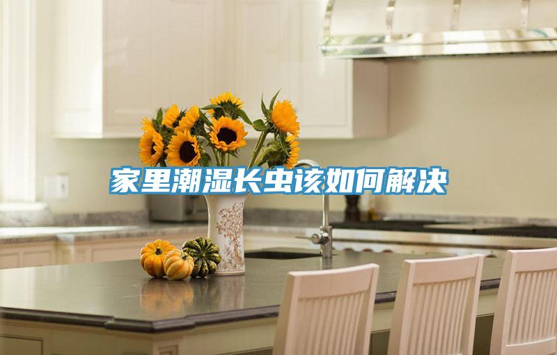家里潮湿长虫该如何解决