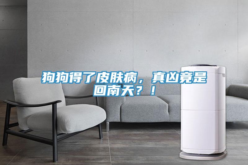 狗狗得了皮肤病，真凶竟是回南天？！