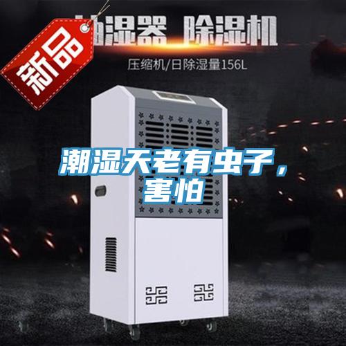 潮湿天老有虫子，害怕