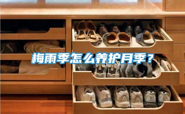 梅雨季怎么养护月季？