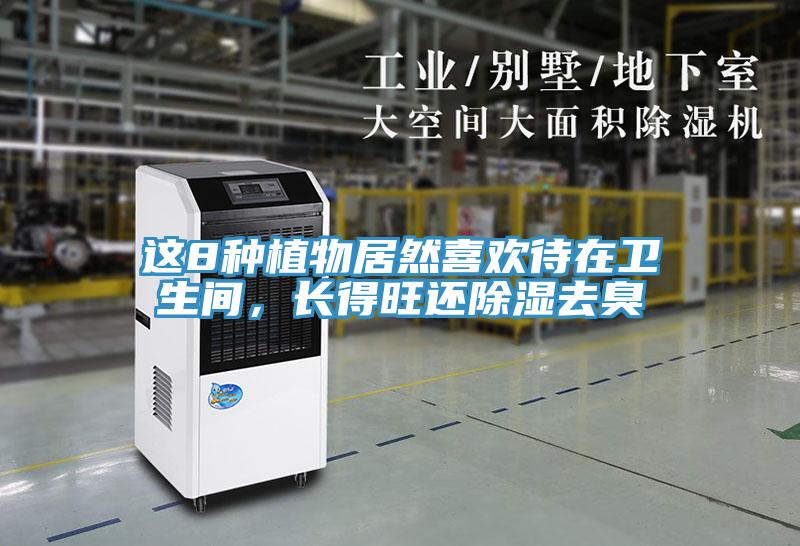 这8种植物居然喜欢待在卫生间,长得旺还除湿去臭