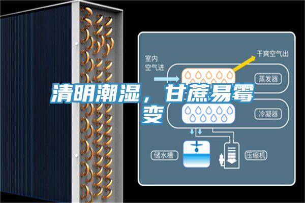 清明潮湿，甘蔗易霉变