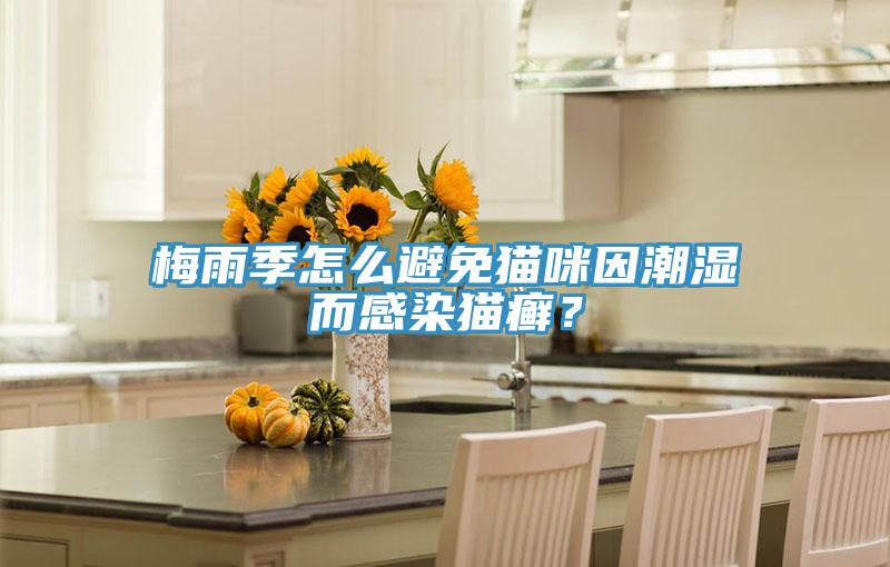 梅雨季怎么避免猫咪因潮湿而感染猫癣？