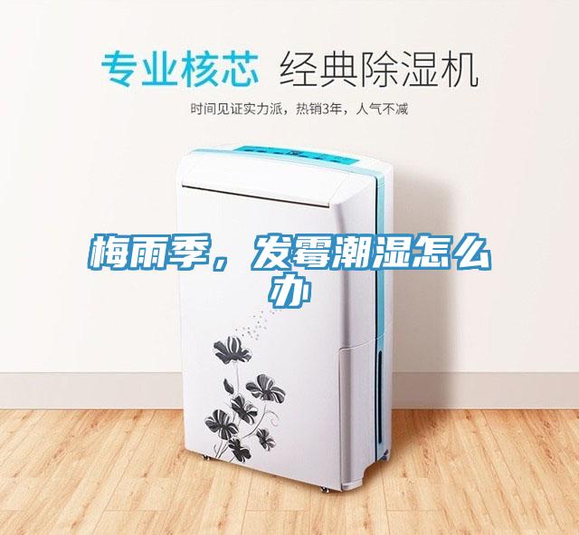 梅雨季，发霉潮湿怎么办