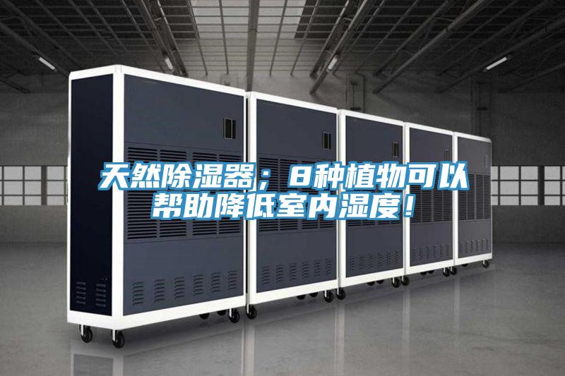 天然除湿器;8种植物可以帮助降低室内湿度!