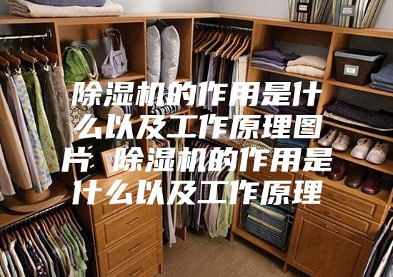 除湿机的作用是什么以及工作原理图片 除湿机的作用是什么以及工作原理